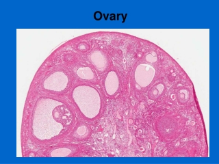 Ovary