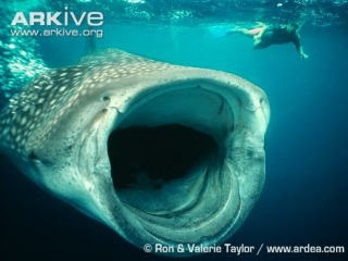 Basking Shark