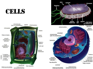 Cells