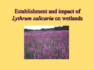 Establishment and impact of  Lythrum salicaria  on wetlands