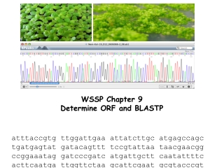 WSSP Chapter 9 Determine ORF and BLASTP