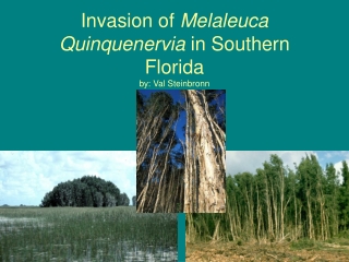 Invasion of  Melaleuca Quinquenervia  in Southern Florida  by: Val Steinbronn