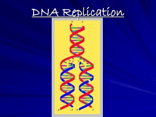 DNA Replication