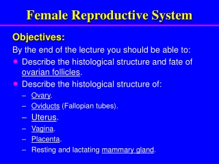 Female Reproductive System