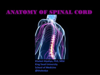 ANATOMY OF SPINAL CORD