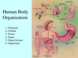1. Chemical 2. Cellular 3. Tissue 4. Organ 5. Organ System 6. Organismic