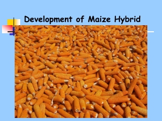 Development of Maize Hybrid