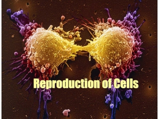 Reproduction of Cells