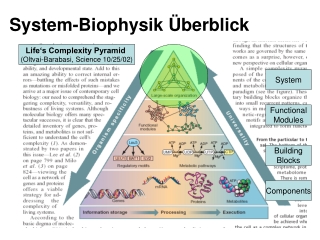 System-Biophysik Überblick