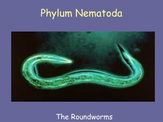 Phylum Nematoda