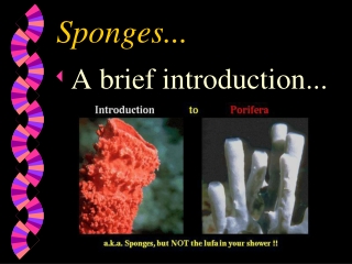 Sponges...