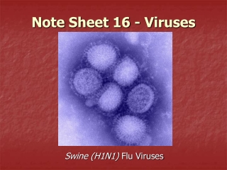 Note Sheet 16 - Viruses