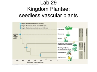 Lab 29 Kingdom Plantae:  seedless vascular plants