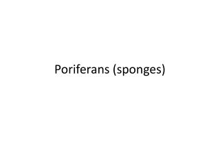 Poriferans (sponges)