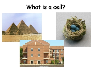 What is a cell?