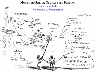 Modelling Genome Structure and Function Ram Samudrala University of Washington