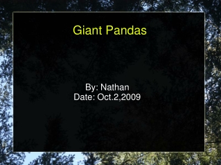 Giant Pandas