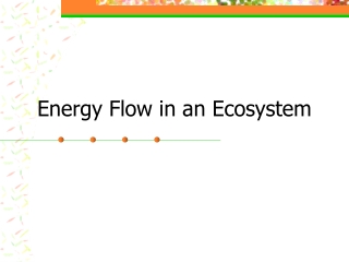 Energy Flow in an Ecosystem