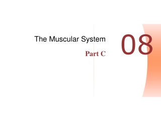 The Muscular System Part C