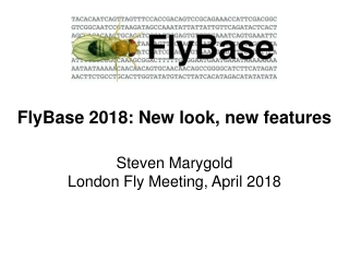 FlyBase 2018: New look, new features Steven Marygold London Fly Meeting, April 2018