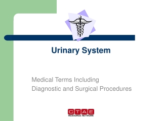 Urinary System