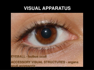 VISUAL APPARATUS