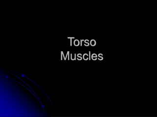 Torso  Muscles