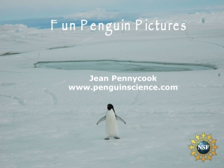 Jean Pennycook penguinscience