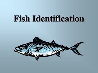 Fish Identification