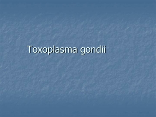 Toxoplasma  gondii