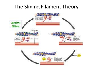 The Sliding Filament Theory