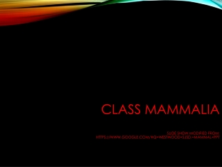 Class Mammalia Slide show modified from:  https://google/#q=westwood+sjsd.+mammal+ppt