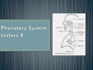 Phonatory  System Lecture 8