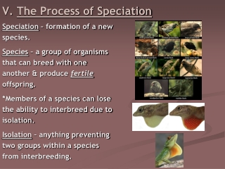 V.  The Process of Speciation