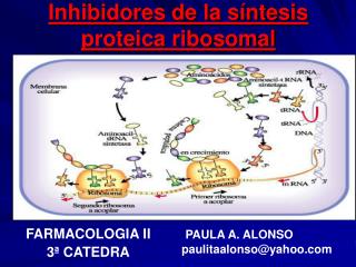 Inhibidores de la síntesis proteica ribosomal