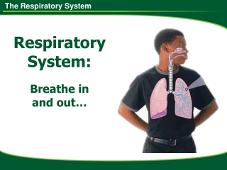 Respiratory System: Breathe in  and out…