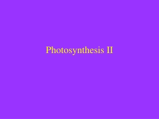 Photosynthesis II