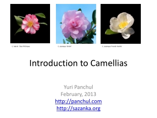 Introduction to Camellias