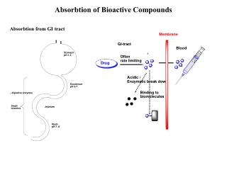 Absorbtion of Bioactive Compounds