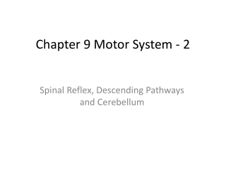 Chapter 9 Motor System - 2