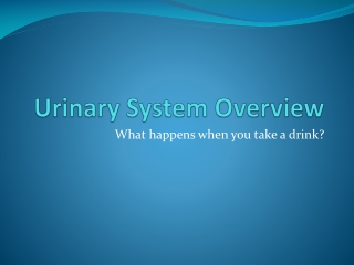 Urinary System Overview