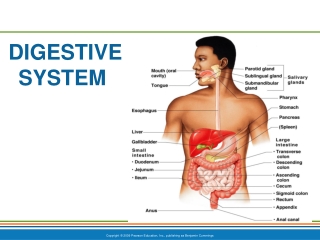 DIGESTIVE SYSTEM