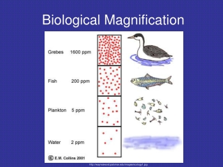 Biological Magnification