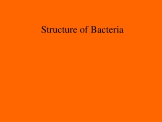 Structure of Bacteria