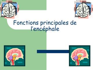 Fonctions principales de l’encéphale