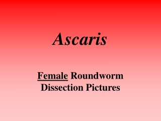 Ascaris