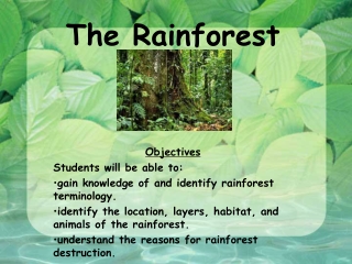 The Rainforest