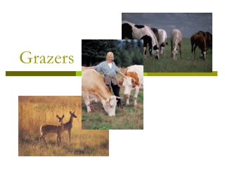 Grazers