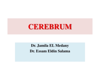 CEREBRUM