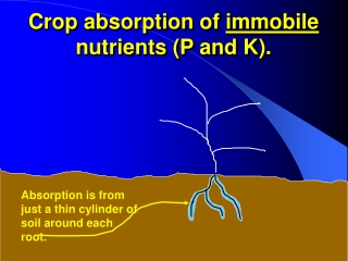 Crop absorption of  immobile  nutrients (P and K).